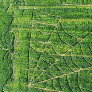 Explore our 12 acre corn maze at Shaw Farms near Cincinnati, Ohio.